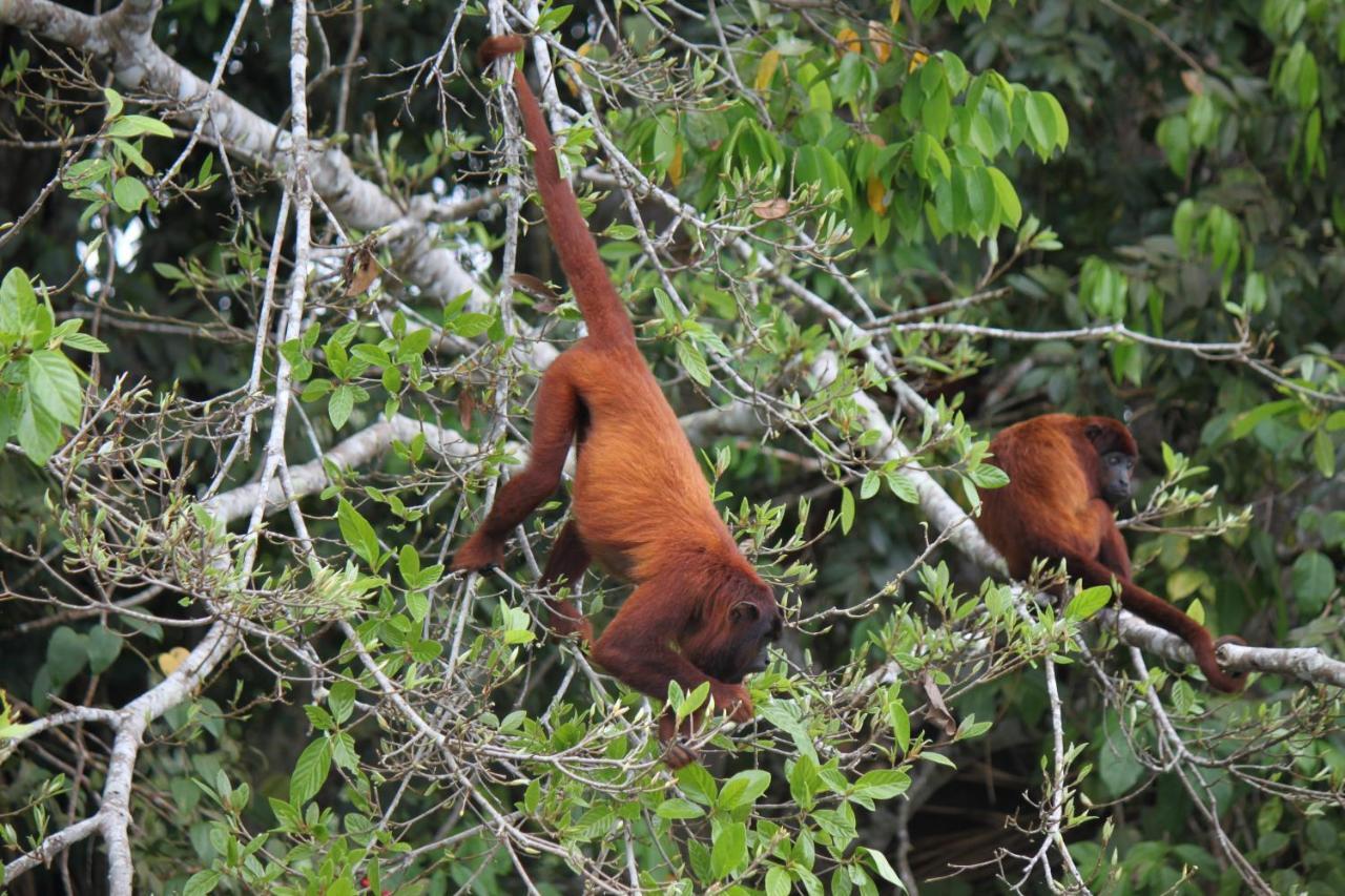 Ecolucerna Lodge Tambopata Puerto Maldonado Bagian luar foto
